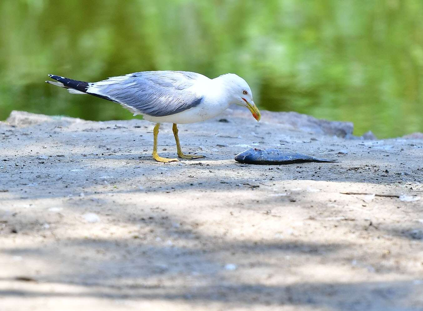 İzmir Doğal Yaşam Parkı kuşları