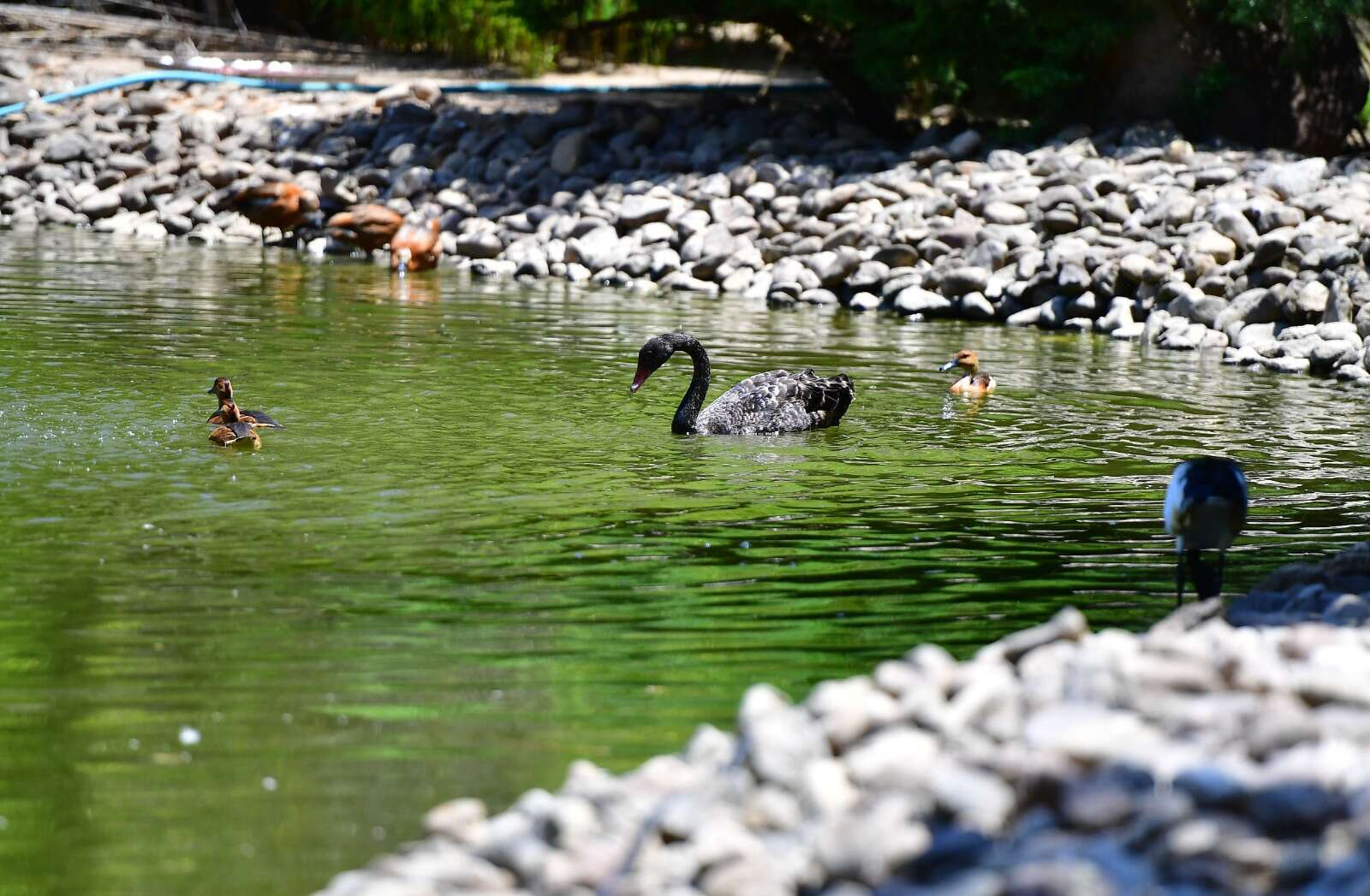 İzmir Doğal Yaşam Parkı kuşları