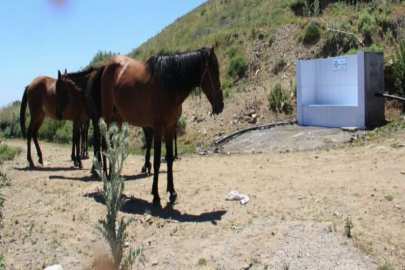 Aydın'daki çeşme, yılkı atlarının uğrak yeri oldu