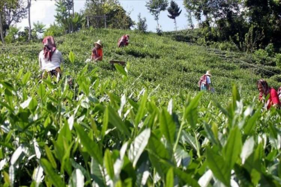 ÇAYKUR ikinci sürgün yaş çay alımlarına bugün başladı