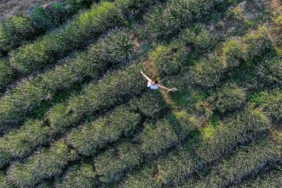 Seferihisar’da lavanta hasadı başlıyor