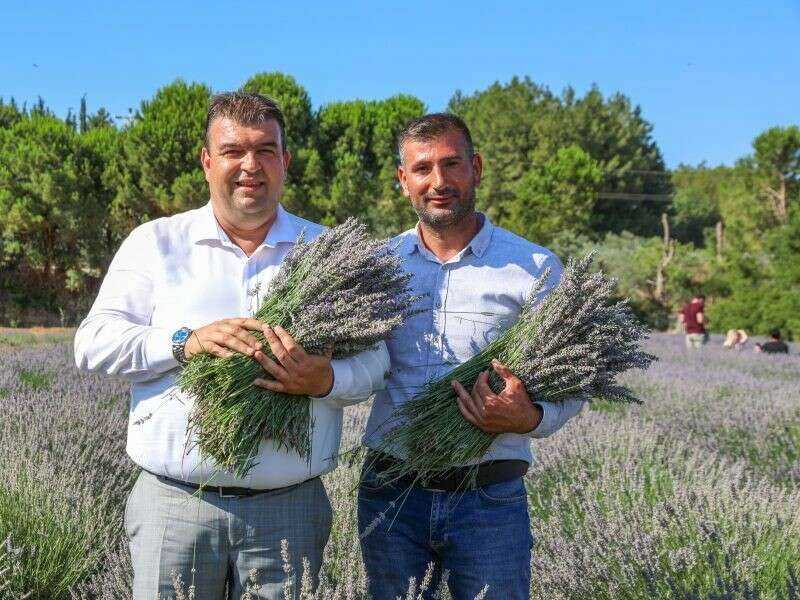 Lavanta hasadı festivali 