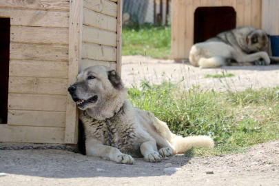 Havalar ısındı, kangallar bunalıma girdi