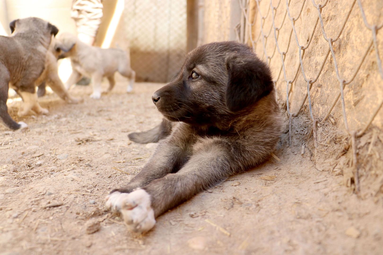 kangal köpeği