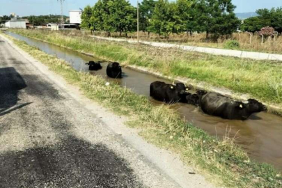 Sulama kanalına giren hayvanlar için seferber oldular