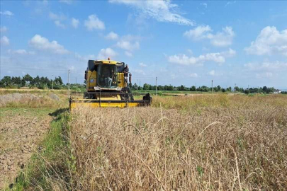 Bafra Ovası'nda hububat hasadı başladı