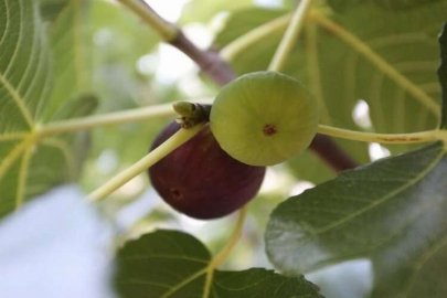 İncirin yeni ana vatanı: Muğla