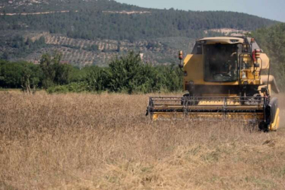 Karakılçık buğdayının hasadına başlandı