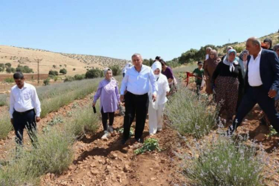 Mardin'de lavanta hasadı gerçekleşti