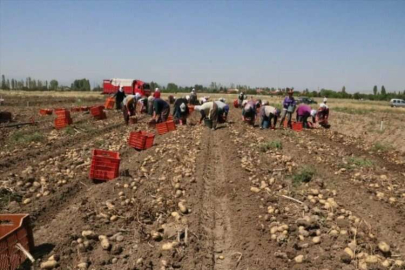 Afyonkarahisar'da patates hasadı başladı