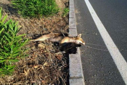 Muğla'da bir araç tilkiye çarptı 