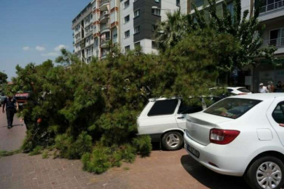 Manisa'da devrilen ağaç araçlara hasar verdi