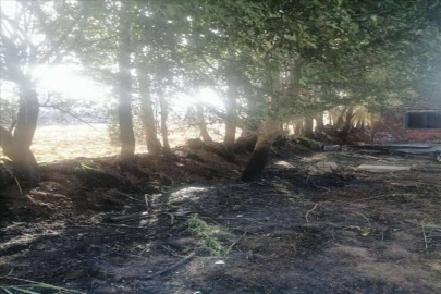 Uşak'ta meyve bahçesinde yangın çıktı