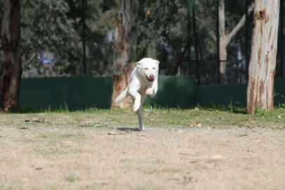 Karşıyaka, ampute köpeklere yuva oluyor