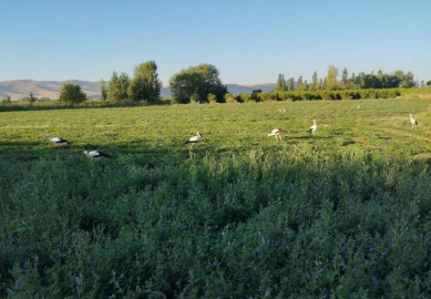 Denizli'de tilki ve leylekler yonca hasadına eşlik etti