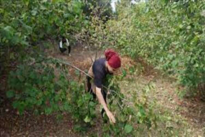 Sakarya'da üreticiler fındık hasadına başladı