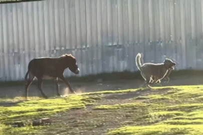 Sosyal medyada viral oldu! Eşek kangal köpeklerini kovaladı