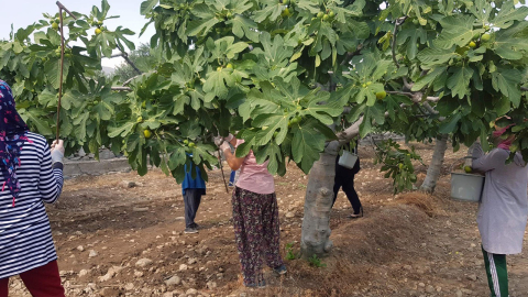 Aydın’da taze incir hasadı devam ediyor