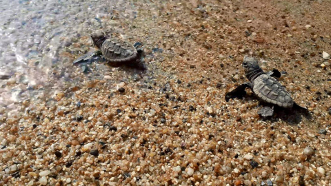 Caretta caretta yavruları denizle buluştu