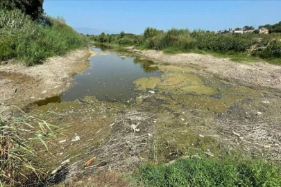 Büyük Menderes Nehri'nde kuraklık nedeniyle yüzlerce balık öldü