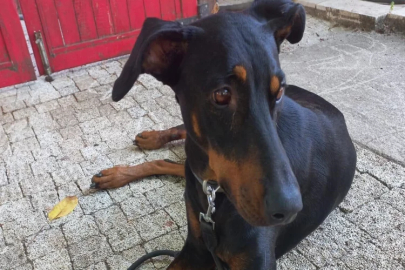 Kayıp ekonomist Korhan Berzeg'in köpeği geri döndü