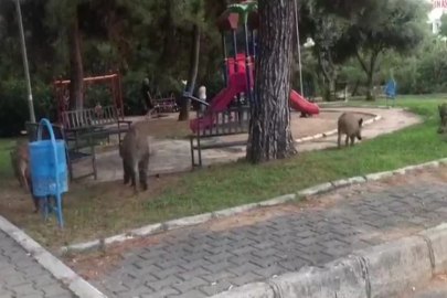 Bornova’da domuz tehlikesi: Halk tedirgin!