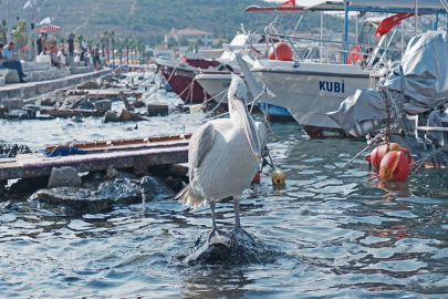 Tosun adlı pelikanın tercihi yeniden Foça oldu