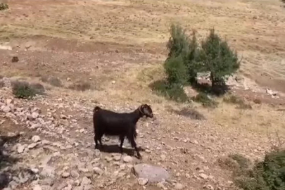 Denizli’de belgeselleri aratmayan görüntüler