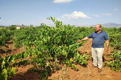 Denizli'nin Çal karasında hasat devam ediyor