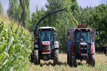 Erzincan’da silajlık mısır hasadı