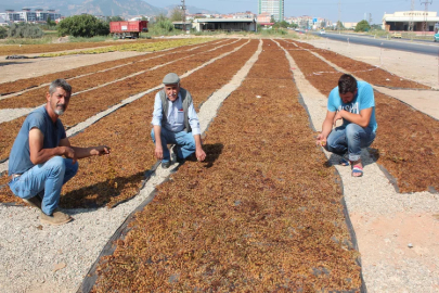 Tariş kurum üzüm de taban fiyat açıkladı