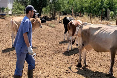 Afyonkarahisar'da aşılama kampanyası devam ediyor 