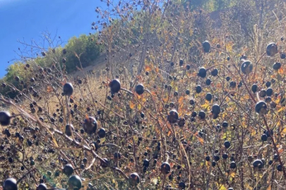 Bayburt’ta şeker hastası eşi için koyungözü meyvesi topluyor