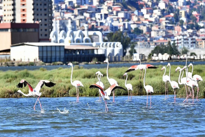 İzmir'de doğaseverler Flamingo Festivali’nde buluşacak