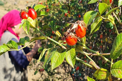 Erzincan’da kuşburnu toplanmaya başlandı