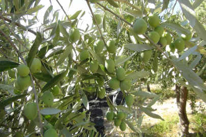 Mersin’de sofralık zeytin hasadı başladı  