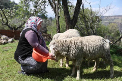 Denizli'de ‘Küçükbaş hayvan ve yem desteği’ kayıtları başladı