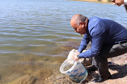 Sivas'ta yavru balıklar göllerle buluştu