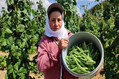 Denizli’nin meşhur çameli fasulyesinde hasat devam ediyor