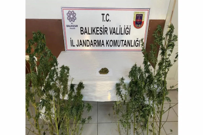 Balıkesir’de kenevir baskını