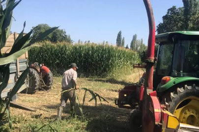 Manisa’da silajlık yem yapımına başlandı