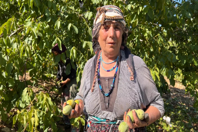 Kahramanmaraş’ta cevizde hasat dönemi