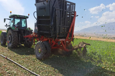 Bitlis’te pancar hasadı başlandı