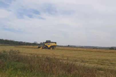 Kırklareli’de çeltik hasadı başladı