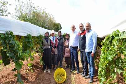 Denizli'de salkım güvesiyle mücadele devam ediyor