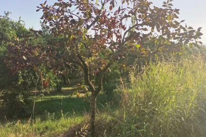 Aydın’da zeytin ve cennet hurması çalan hırsızlar yakalandı