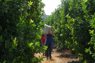 Mersin’de limon hasadı başladı