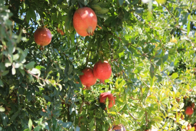 Zeytinköy'de 'Nar neşesi, şen tanesi' şenliği