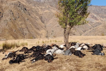 Hakkari’de yıldırım düşmesi sonucu 62 hayvan telef oldu