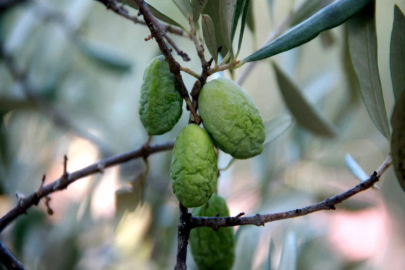 İklim değişikliği zeytin üretimini olumsuz etkiliyor